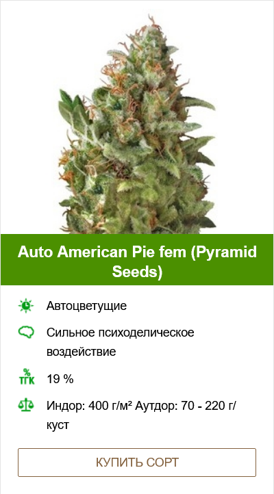 Полив конопли