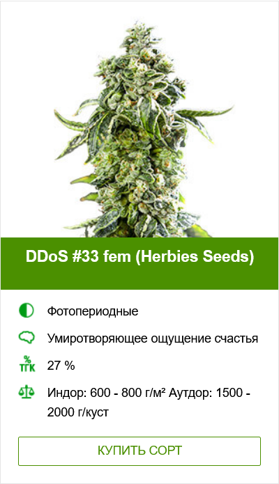 Гроурепорт сорта DDoS #33 (Herbies Seeds)