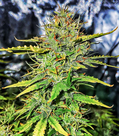 Сорт Green Gelato Automatic fem (RQS) Сорт Green Gelato Automatic fem (RQS) — изображение 4