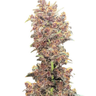 Сорт Purple Lemonade FF fem (FastBuds) Сорт Purple Lemonade FF fem (FastBuds)