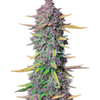 Сорт Purple Punch Auto fem (FastBuds) Сорт Purple Punch Auto fem (FastBuds)