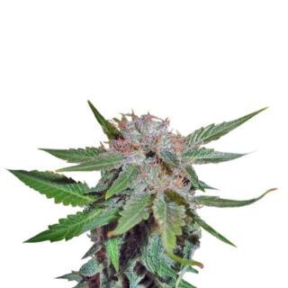 Сорт Royal Cheese (Fast Flowering) fem (RQS) Сорт Royal Cheese (Fast Flowering) fem (RQS)