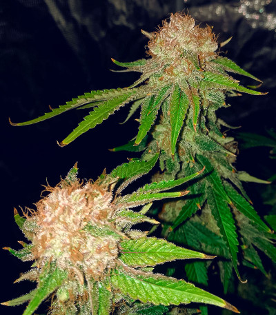 Сорт Runtz fem (Barney's Farm) Сорт Runtz fem (Barney's Farm) — изображение 4