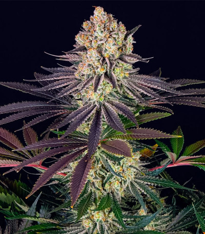 Сорт Runtz fem (Barney's Farm) Сорт Runtz fem (Barney's Farm) — изображение 6