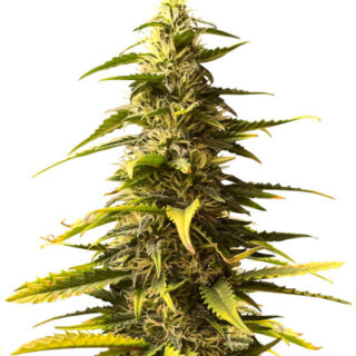 Сорт Sour Diesel Auto fem (Herbies Seeds) Сорт Sour Diesel Auto fem (Herbies Seeds)