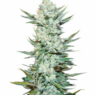 Сорт Tangie Auto (Tangie'matic auto) fem (FastBuds) Сорт Tangie Auto (Tangie'matic auto) fem (FastBuds)