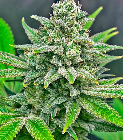 Сорт Bruce Banner #3 Auto fem (Herbies Seeds) Сорт Bruce Banner #3 Auto fem (Herbies Seeds) — изображение 5