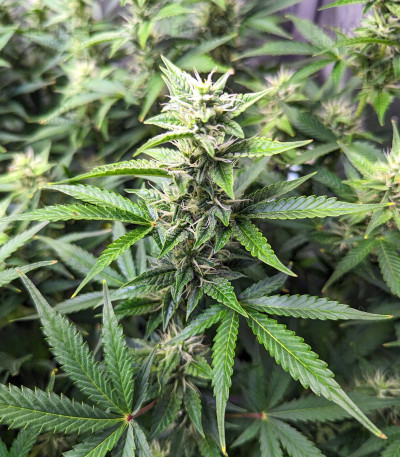Сорт Bruce Banner #3 Auto fem (Herbies Seeds) Сорт Bruce Banner #3 Auto fem (Herbies Seeds) — изображение 7
