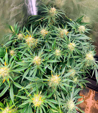 Сорт Critical XXL Auto fem (Herbies Seeds) Сорт Critical XXL Auto fem (Herbies Seeds) — изображение 4