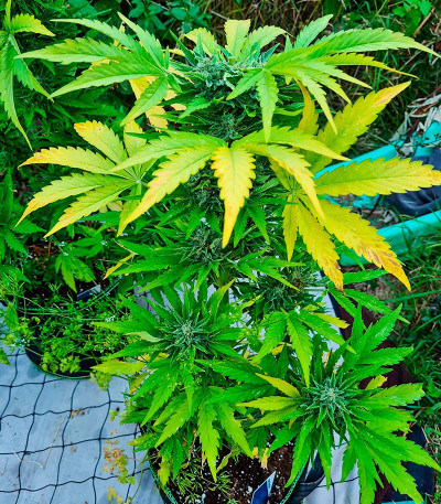 Сорт Critical XXL Auto fem (Herbies Seeds) Сорт Critical XXL Auto fem (Herbies Seeds) — изображение 5