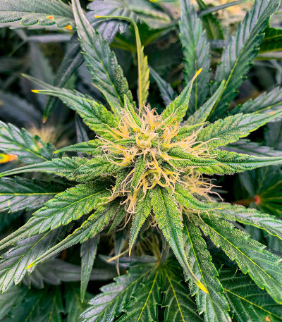 Сорт Critical XXL Auto fem (Herbies Seeds) Сорт Critical XXL Auto fem (Herbies Seeds) — изображение 7