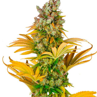 Сорт GMO fem (Barney's Farm)