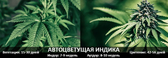 Сколько времени проходит от посадки до сбора урожая