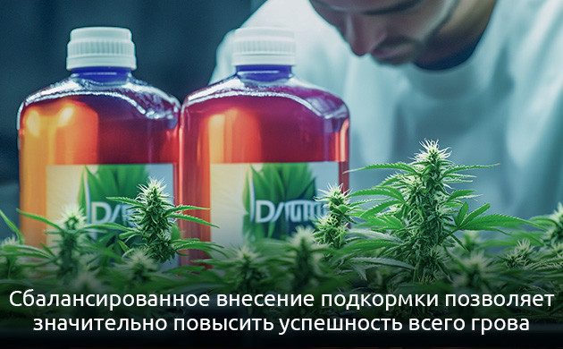 Выращивание конопли