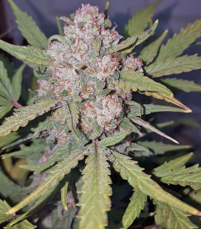 Сорт Stardawg Auto fem (FastBuds) Сорт Stardawg Auto fem (FastBuds) — изображение 5