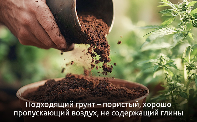 Выращивание конопли
