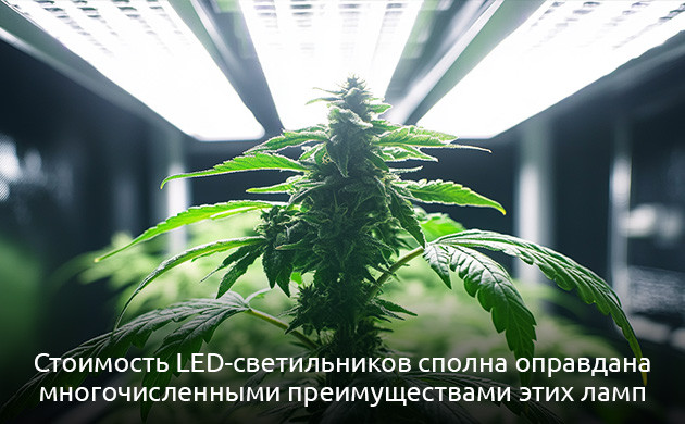 Выращивание конопли