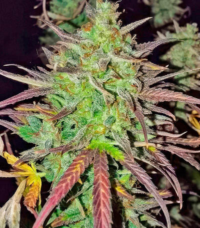 Сорт Blue Dream Autoflower fem (Seedkeepers) Сорт Blue Dream Autoflower fem (Seedkeepers) — изображение 3
