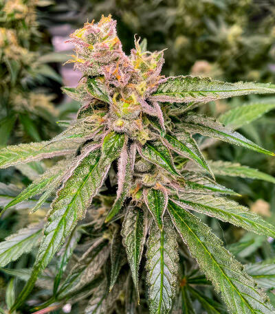Сорт Blue Dream Autoflower fem (Seedkeepers) Сорт Blue Dream Autoflower fem (Seedkeepers) — изображение 4