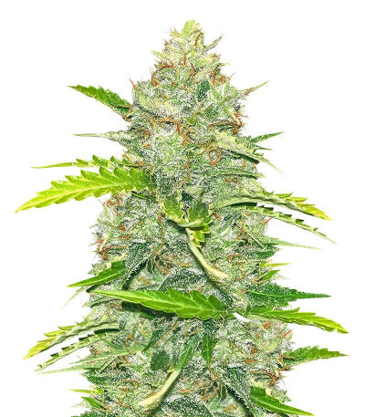 Сорт Blue Dream Autoflower fem (Seedkeepers) Сорт Blue Dream Autoflower fem (Seedkeepers)