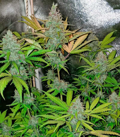 Сорт Jack Herer fem (Seedkeepers) Сорт Jack Herer fem (Seedkeepers) — изображение 5