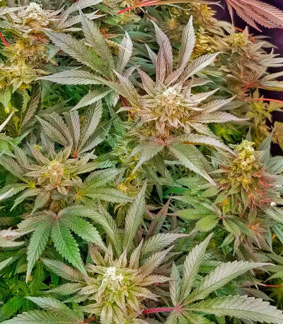 Сорт Jack Herer fem (Seedkeepers) Сорт Jack Herer fem (Seedkeepers) — изображение 6