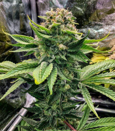 Сорт Jack Herer fem (Seedkeepers) Сорт Jack Herer fem (Seedkeepers) — изображение 3