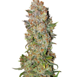 Сорт Rhino Ryder Auto fem (FastBuds) Сорт Rhino Ryder Auto fem (FastBuds)
