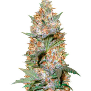 Сорт Auto Caramelino fem (Victory Seeds) Сорт Auto Caramelino fem (Victory Seeds)