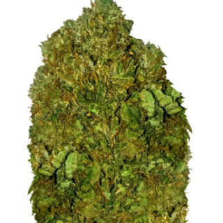 Сорт Money Bush fem (Heavyweight Seeds) Сорт Money Bush fem (Heavyweight Seeds)
