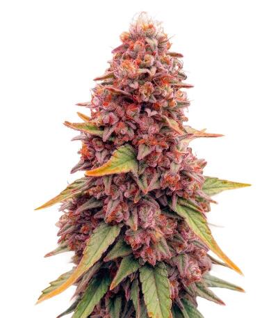 Сорт Garlic Cookies fem (Barney's Farm) Сорт Garlic Cookies fem (Barney's Farm)