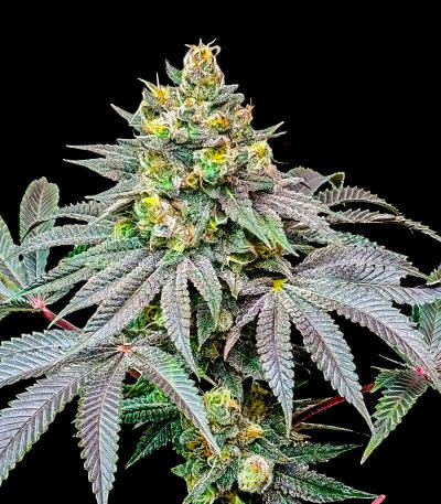 Сорт Lemon Cherry Runtz fem (FastBuds) Сорт Lemon Cherry Runtz fem (FastBuds) — изображение 6