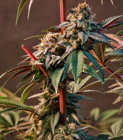 Сорт Lemon Cherry Runtz fem (FastBuds) Сорт Lemon Cherry Runtz fem (FastBuds) — изображение 7