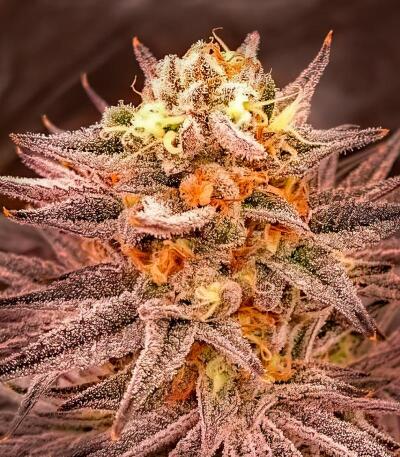 Сорт Lemon Cherry Runtz fem (FastBuds) Сорт Lemon Cherry Runtz fem (FastBuds) — изображение 4