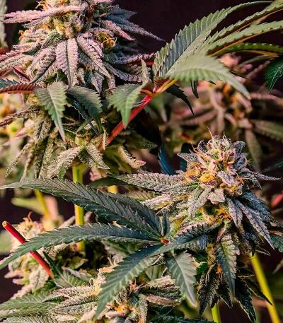 Сорт Lemon Cherry Runtz fem (FastBuds) Сорт Lemon Cherry Runtz fem (FastBuds) — изображение 8