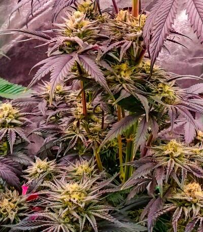 Сорт Lemon Cherry Runtz fem (FastBuds) Сорт Lemon Cherry Runtz fem (FastBuds) — изображение 10