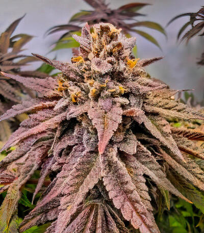 Сорт Lemon Cherry Runtz fem (FastBuds) Сорт Lemon Cherry Runtz fem (FastBuds) — изображение 9