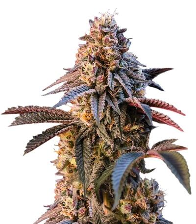Сорт Lemon Cherry Runtz fem (FastBuds) Сорт Lemon Cherry Runtz fem (FastBuds)