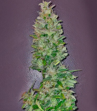 Сорт Gorilla 4 Autoflower fem (Easy Grow Seeds) Сорт Gorilla 4 Autoflower fem (Easy Grow Seeds) — изображение 5
